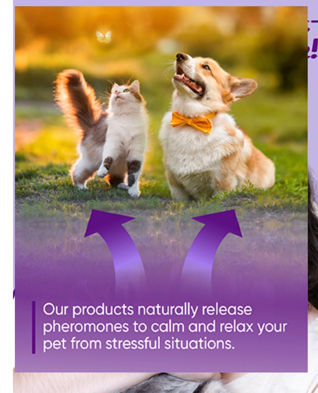 Calming Collar for Dogs