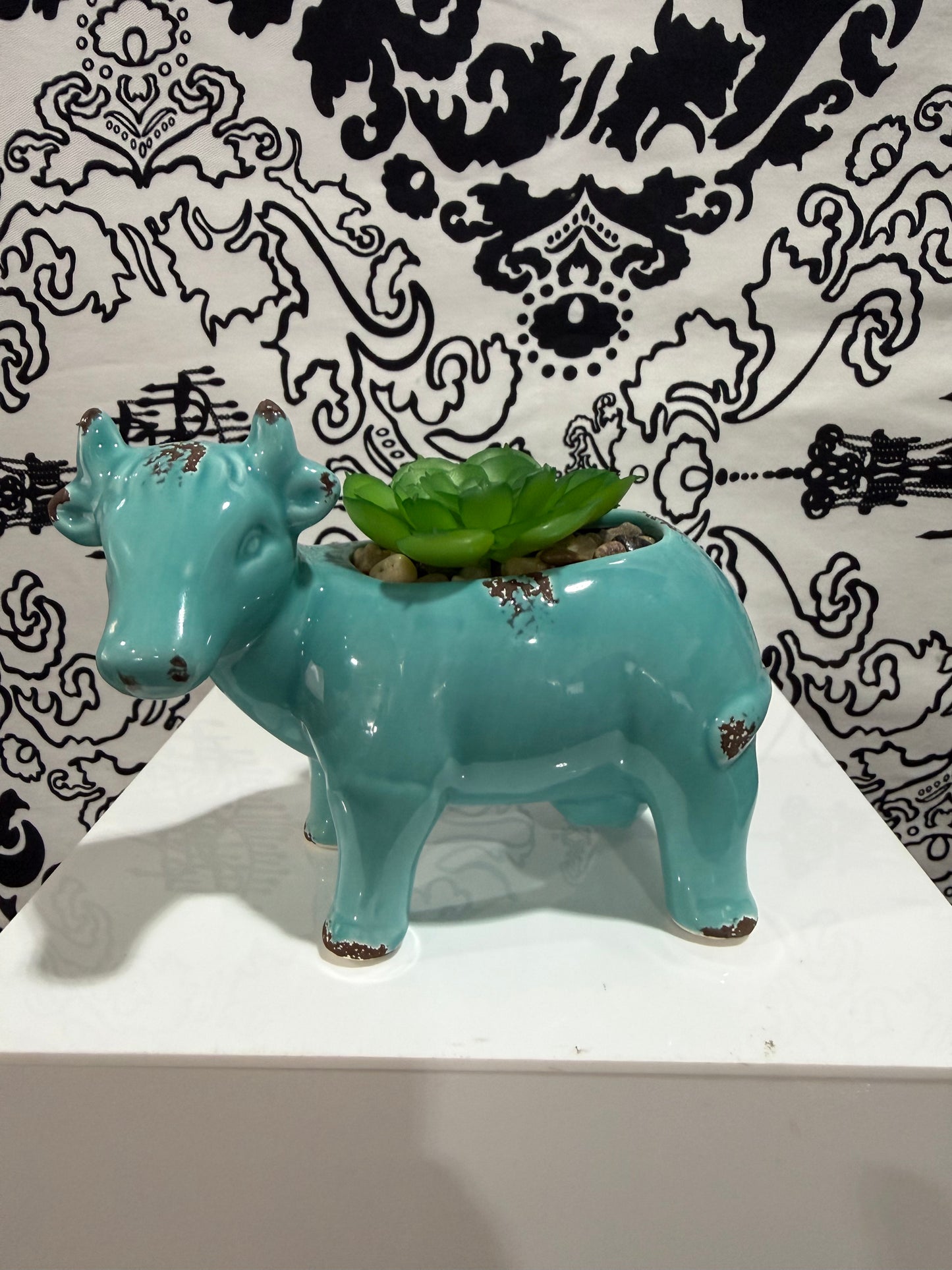 Succulent Decor