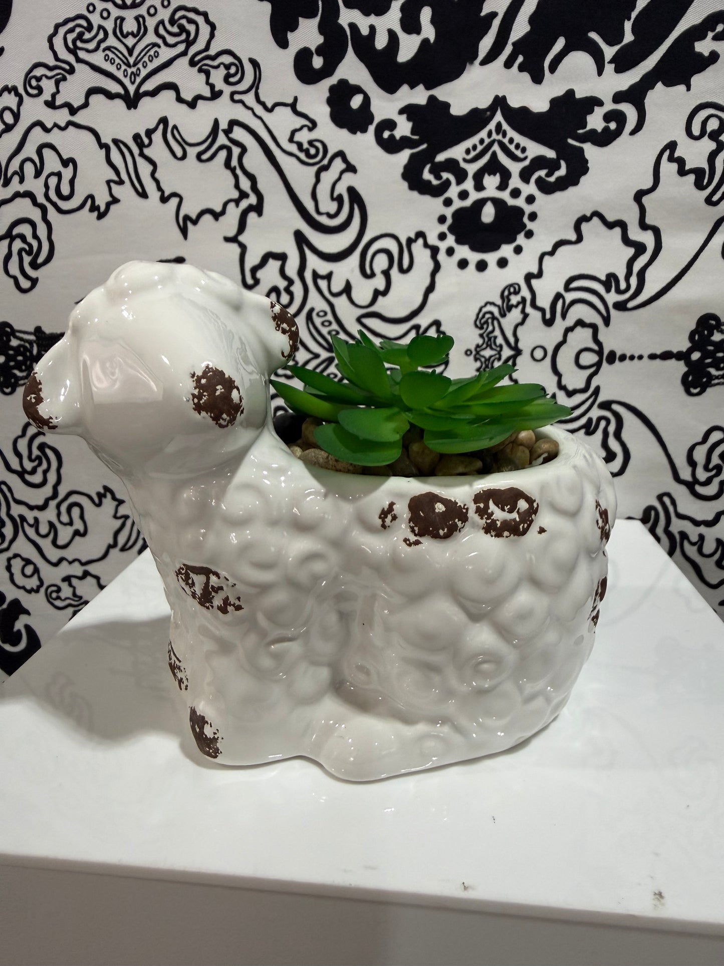 Succulent Decor