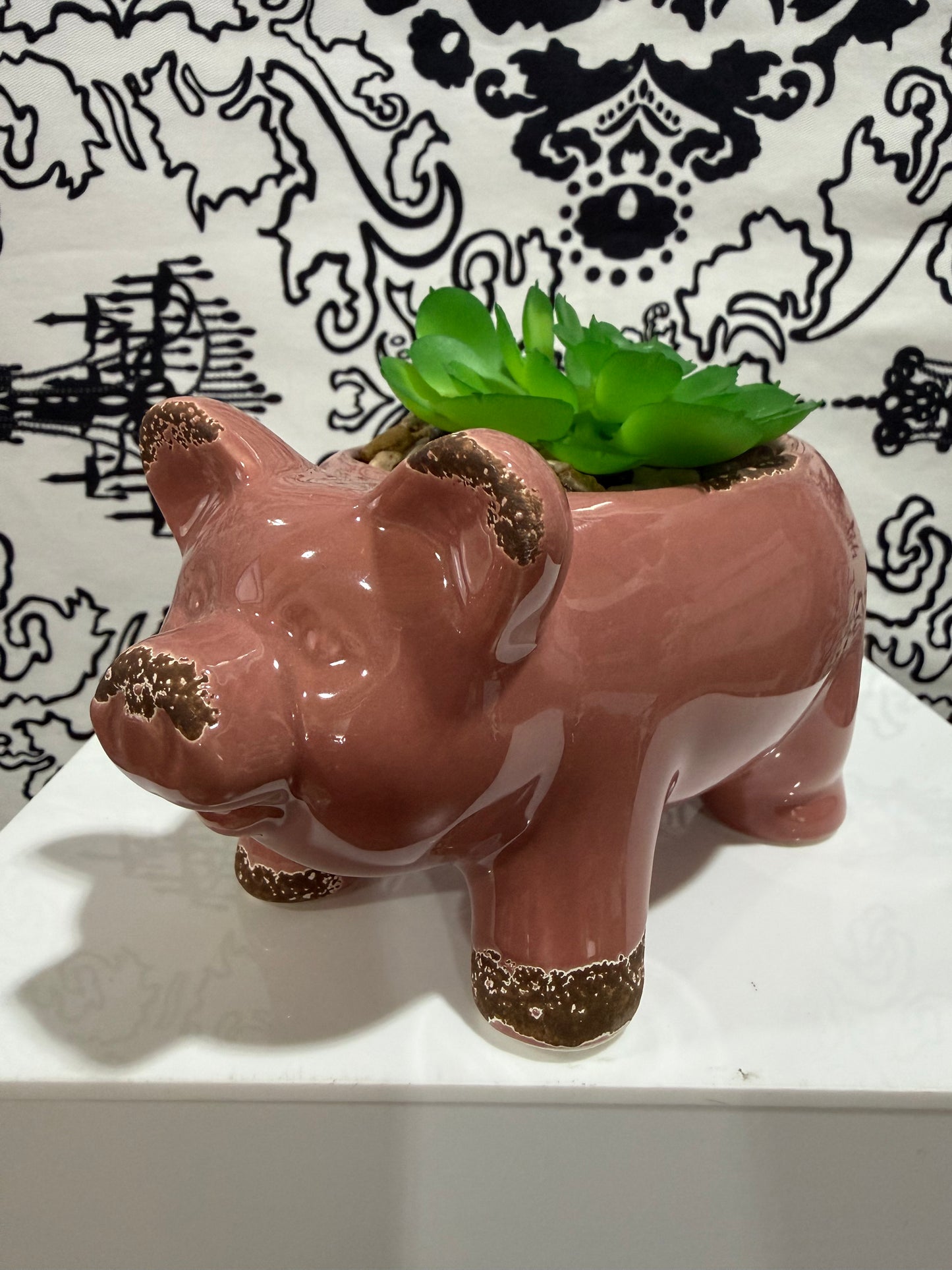 Succulent Decor